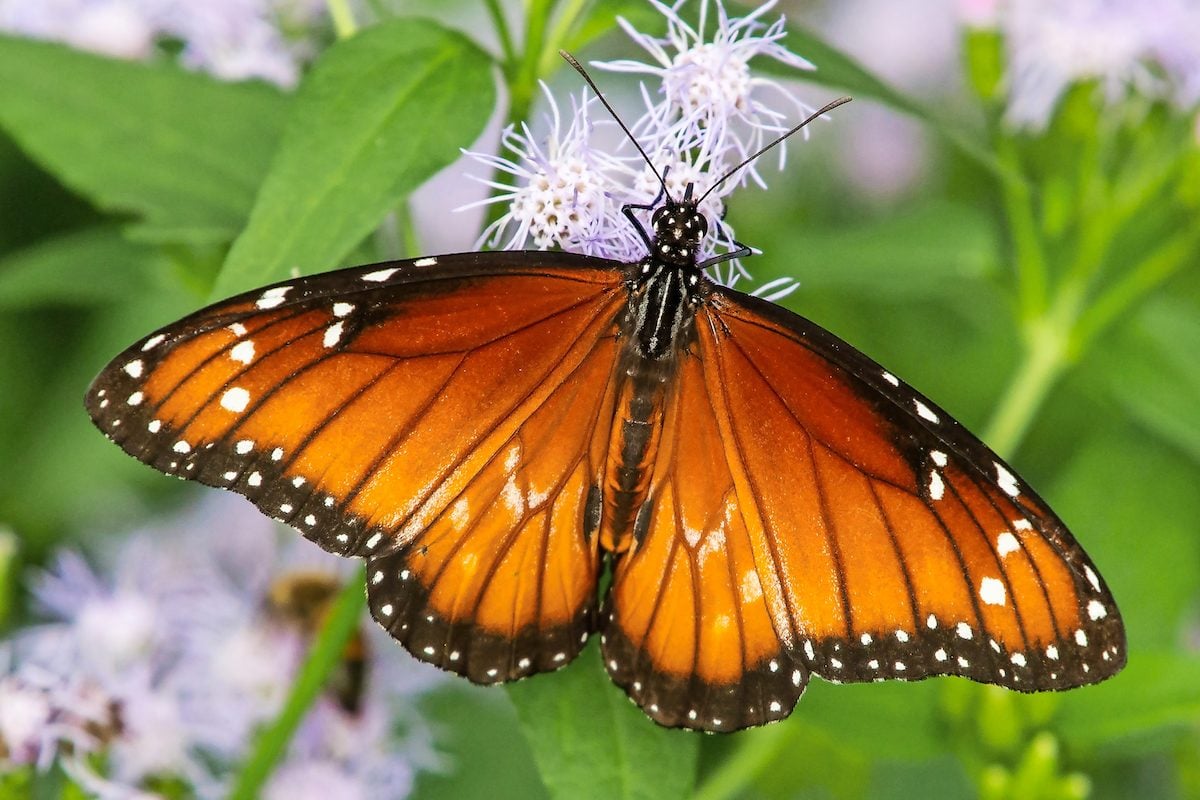 where-have-all-the-butterflies-gone-monarch-butterflies-all-but-vanish