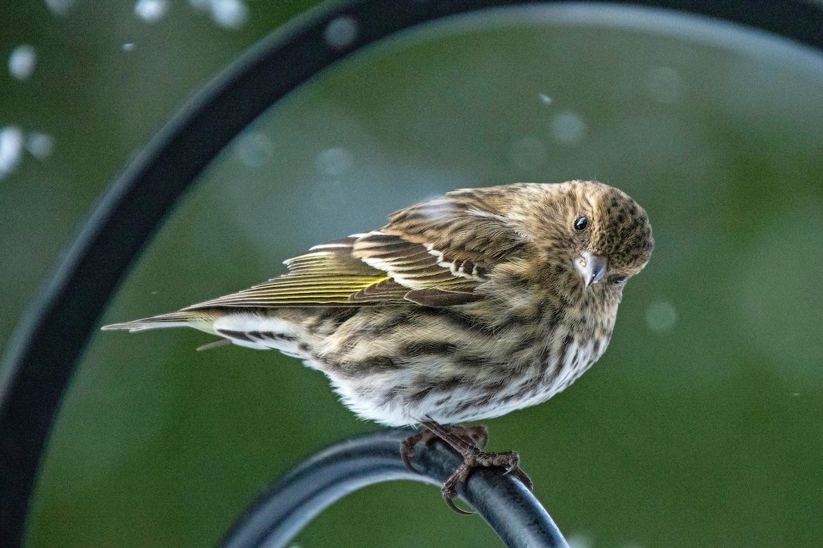 Pine Siskin vs Goldfinch: How to Tell the Difference