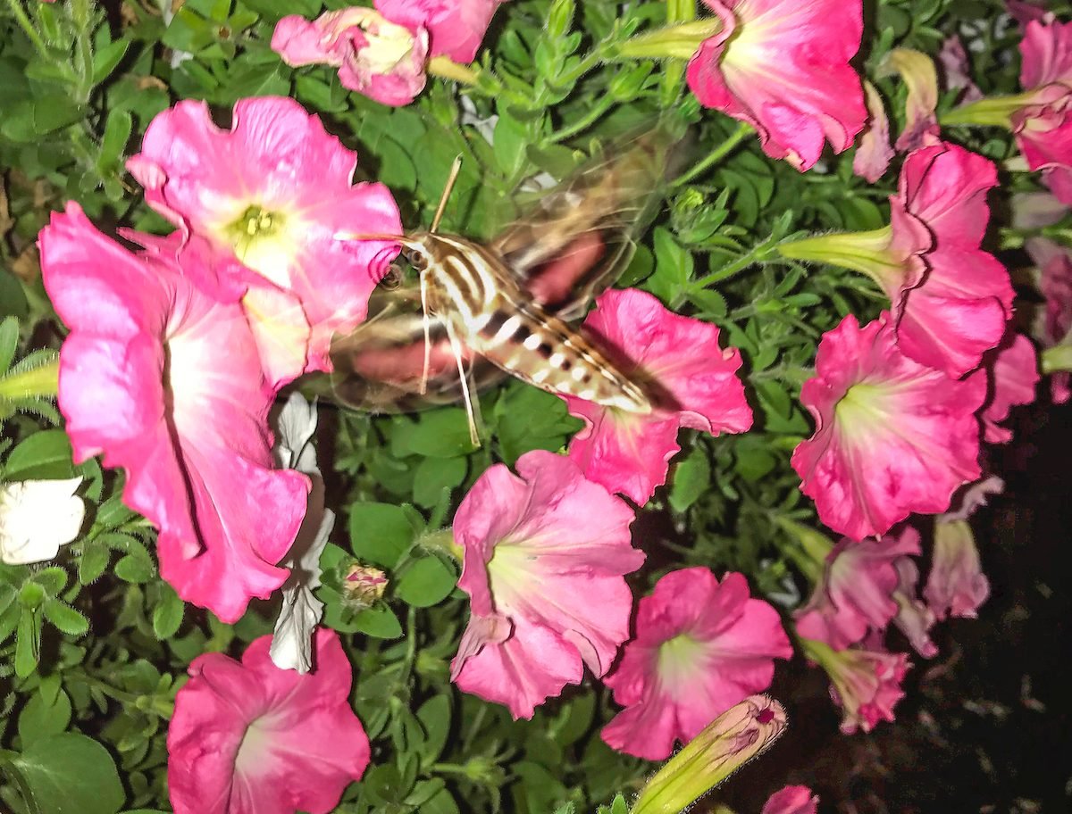 What Is This Moth That Looks Like a Hummingbird?