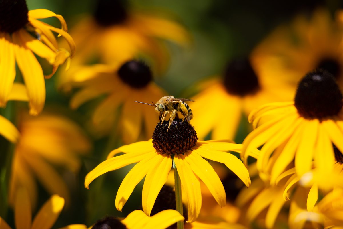 17 Best Flowers That Attract Bees Birds and Blooms