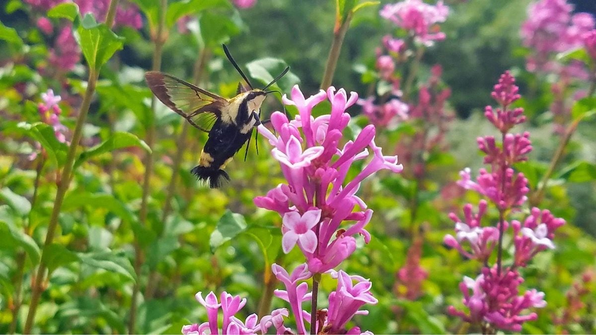 12 Interesting Hummingbird Moth Facts