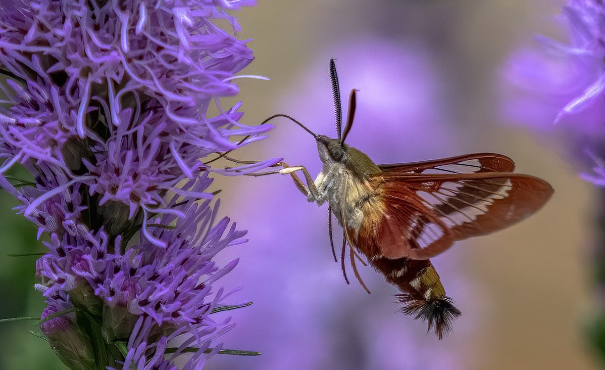 How to Identify a Hummingbird Clearwing Moth