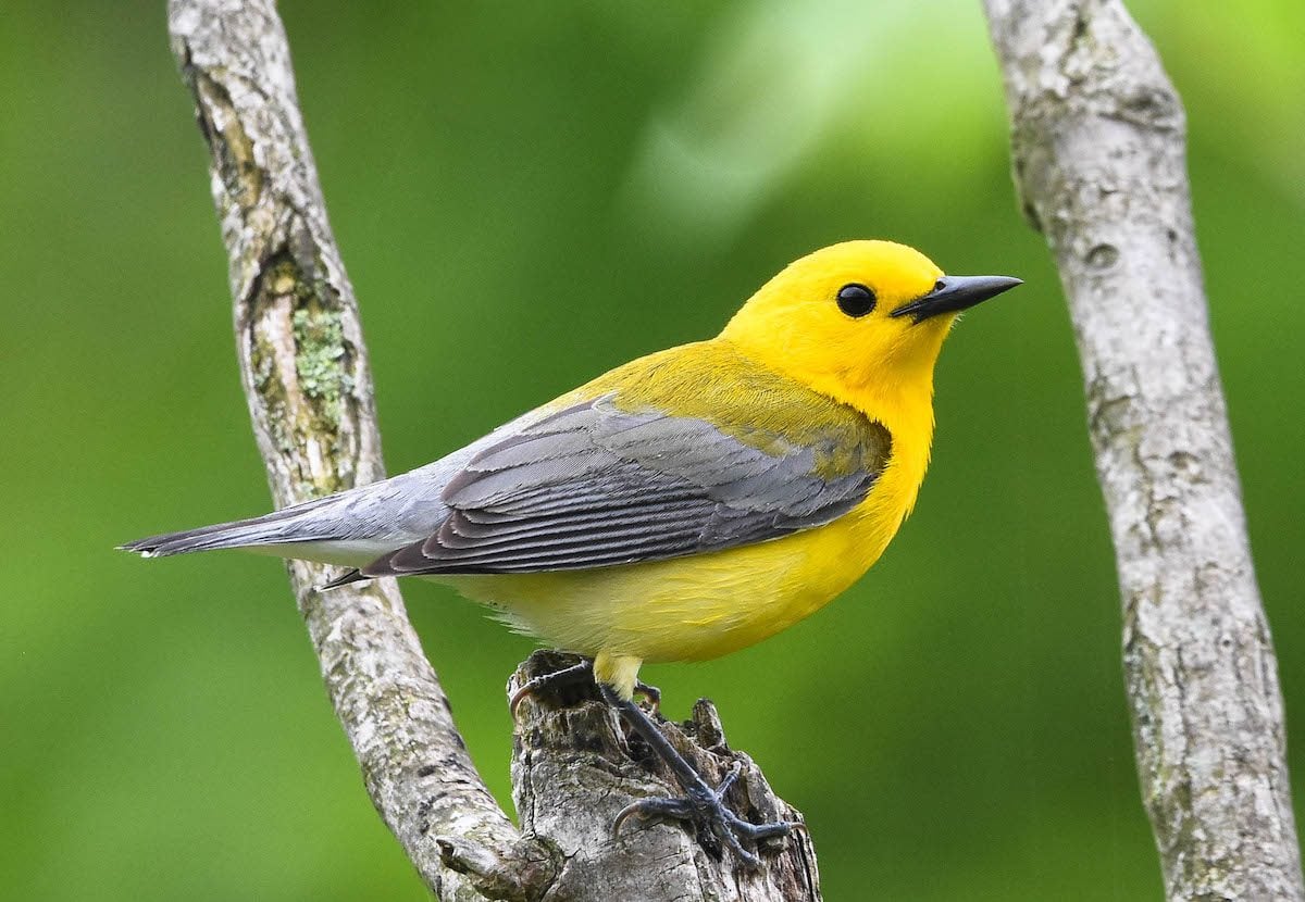 25 Small Yellow Birds You Should Know
