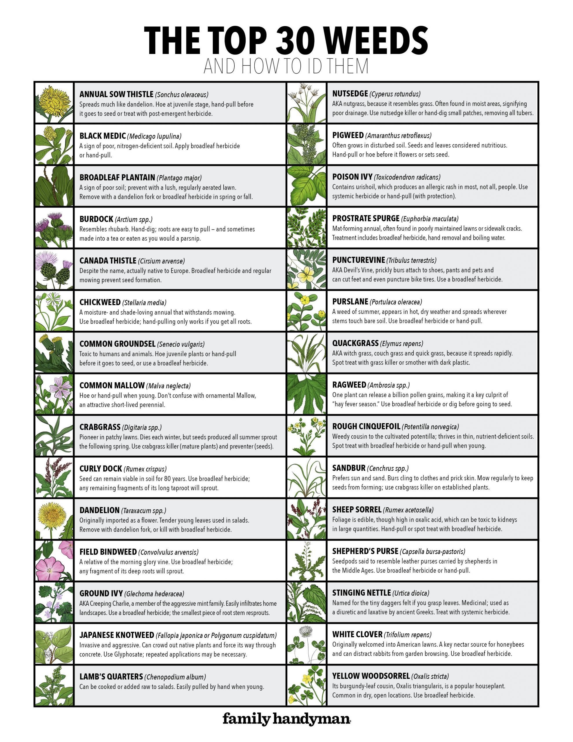 30 Common Lawn Weeds and How to ID Them (Plus Free Downloadable Chart ...