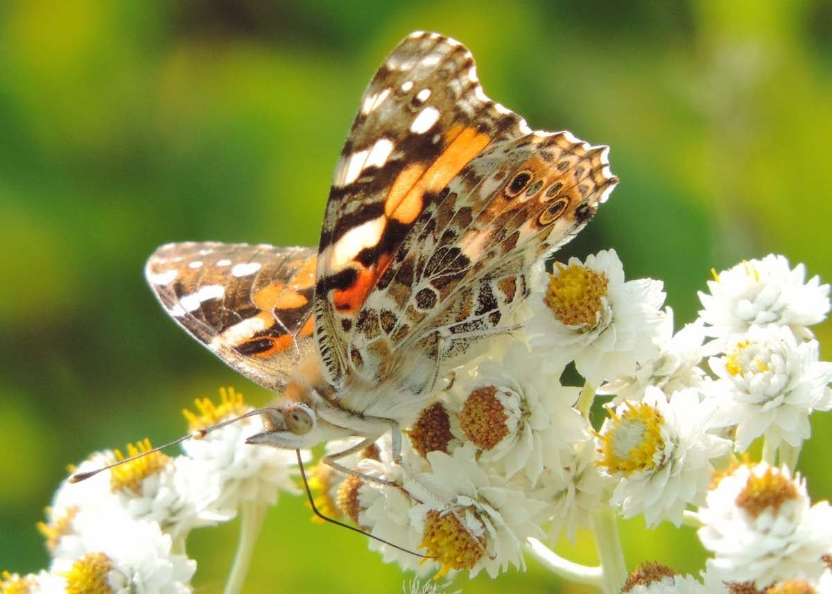 Top 10 Butterfly Host Plants to Attract Pollinators