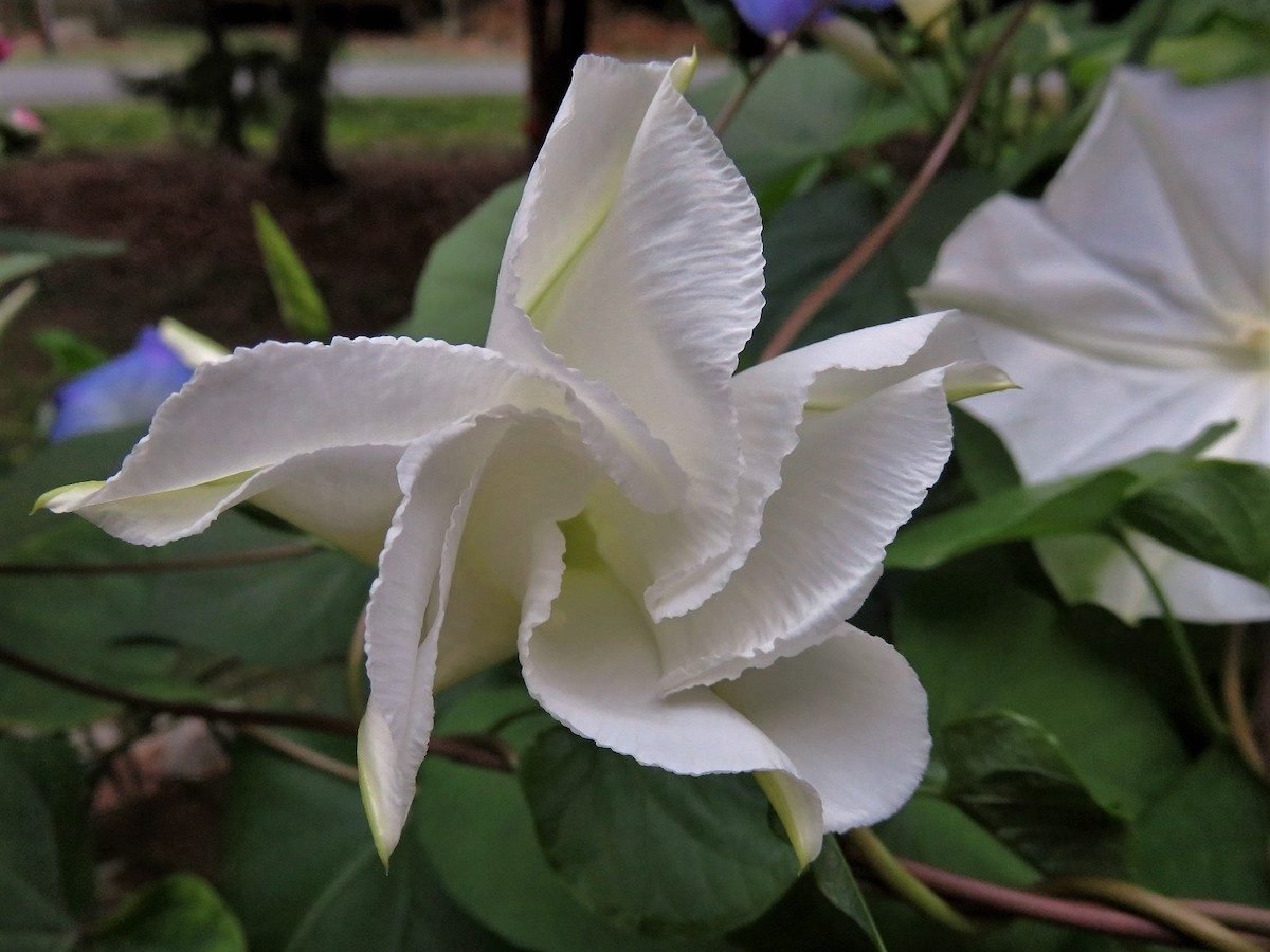 Plant Fragrant Moonflower to Attract Moths