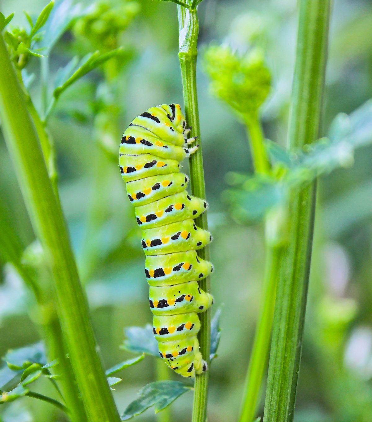 What Type of Caterpillar Eats Parsley Plants?