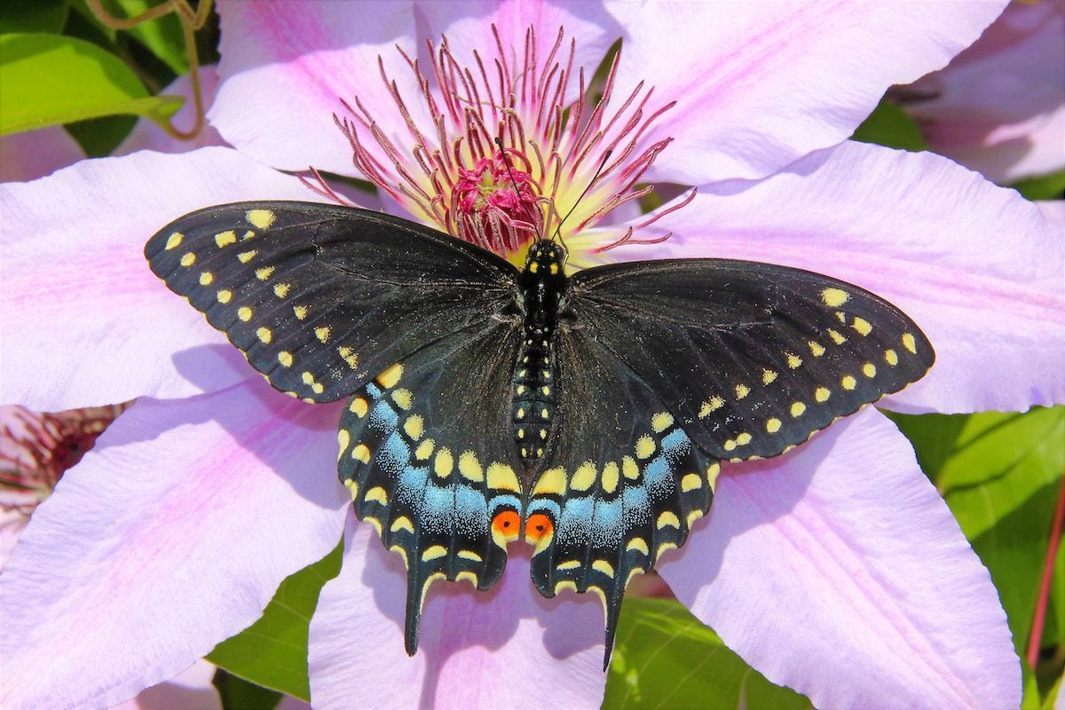 Attract Black Swallowtail Butterflies to Your Yard