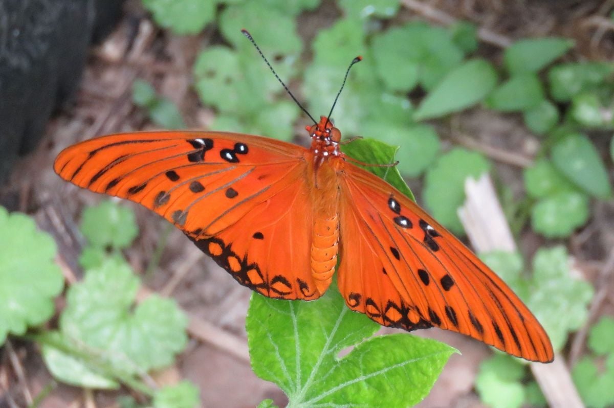 Myths and Facts About Butterfly Host Plants