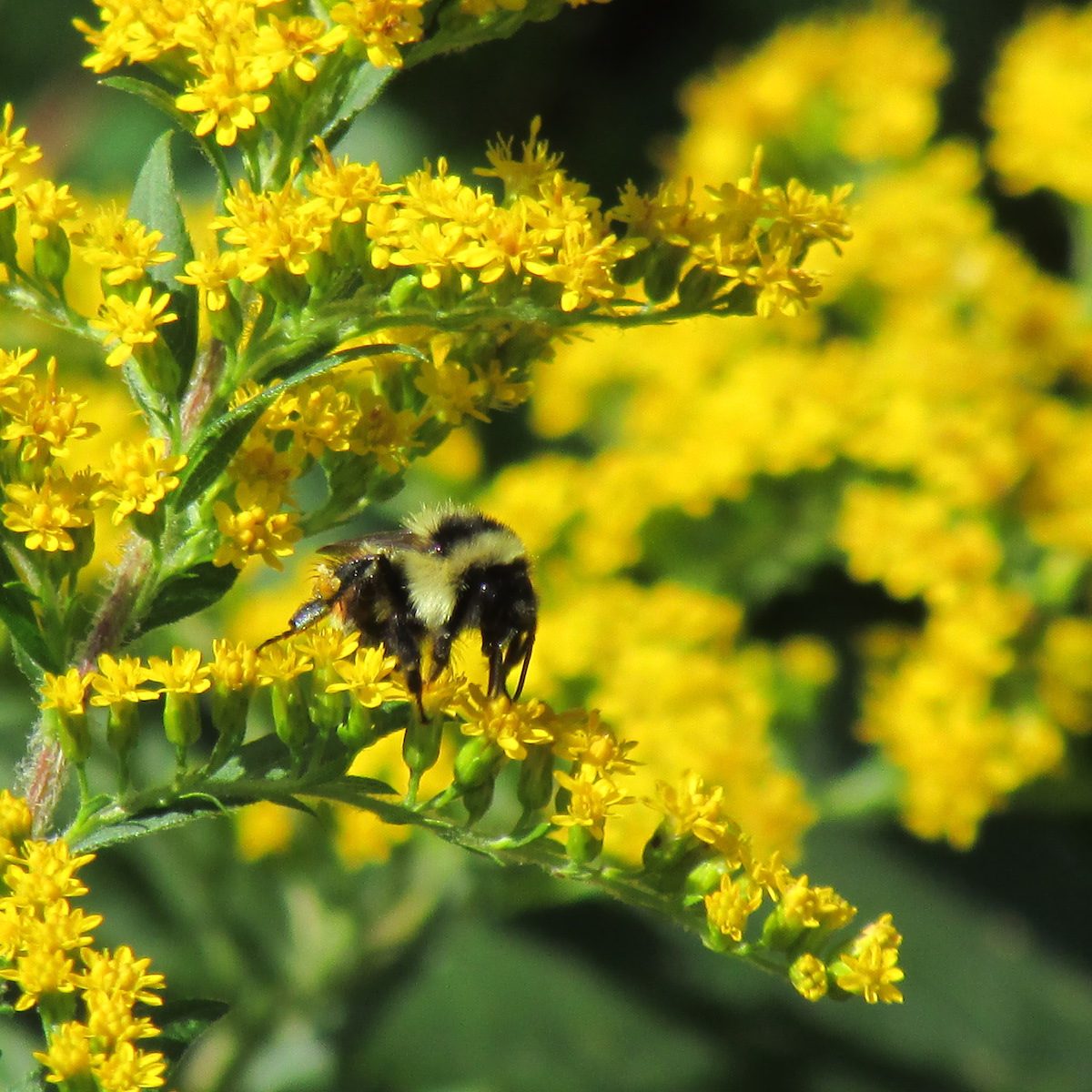 17 Best Flowers That Attract Bees Birds and Blooms