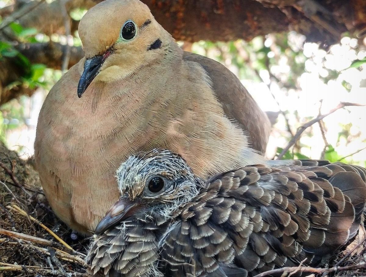 feeding baby mourning dove