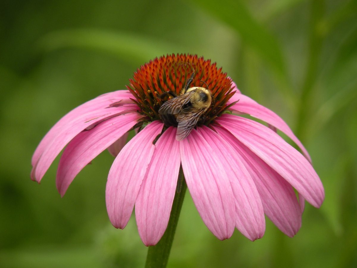 17 Best Flowers That Attract Bees