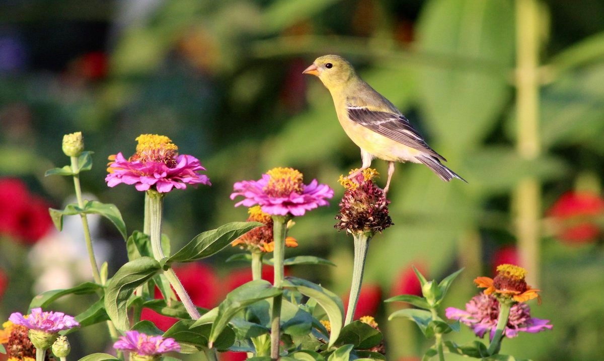 Plant a Goldfinch Garden With Their Favorite Plants
