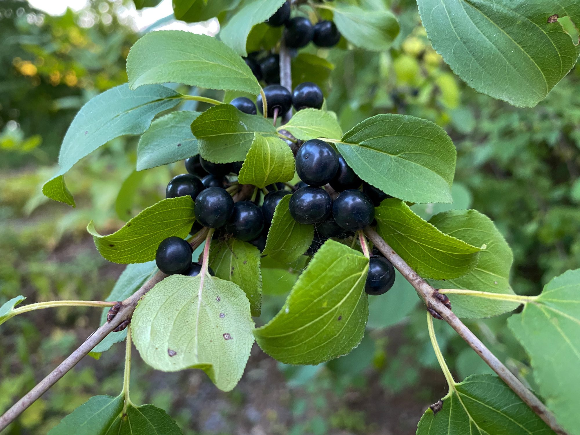 the-worst-invasive-plants-you-should-never-grow-birds-and-blooms