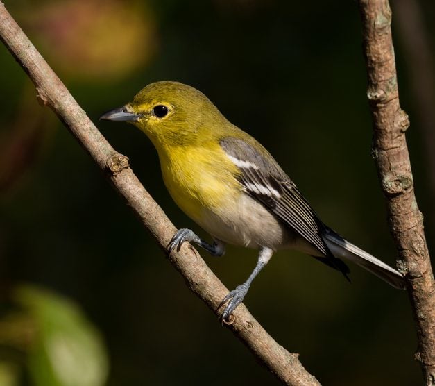 ¿Viste un pequeño pájaro amarillo en los árboles? ¡Mira estas fotos de ...