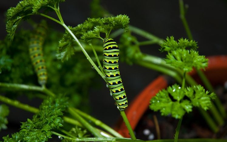 Parsley Caterpillar: Garden Friend or Foe?