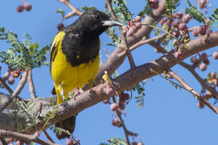 8 Yellow and Black Birds You Should Look For