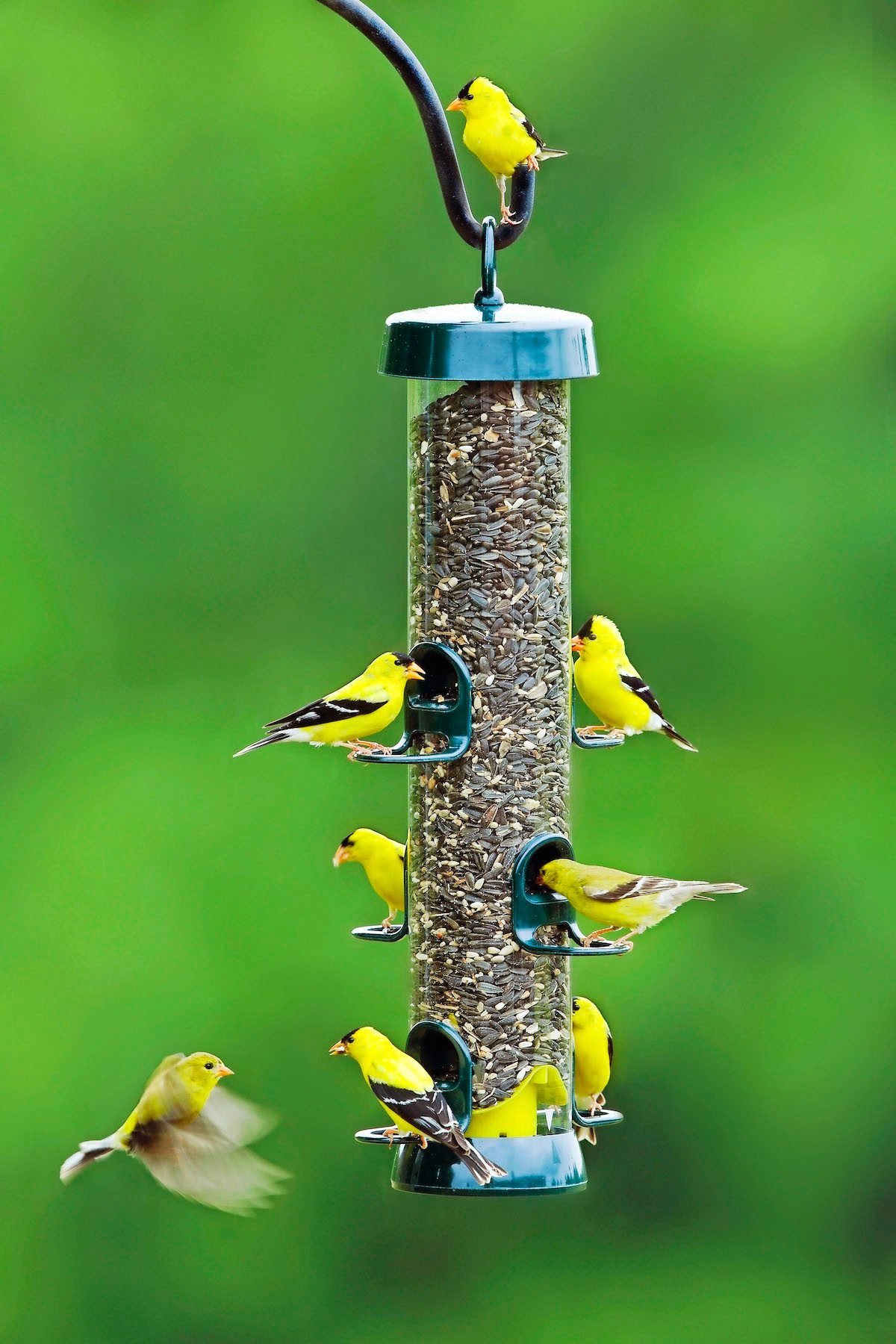 9 Easy Tips for Feeding Birds in Summer Birds and Blooms