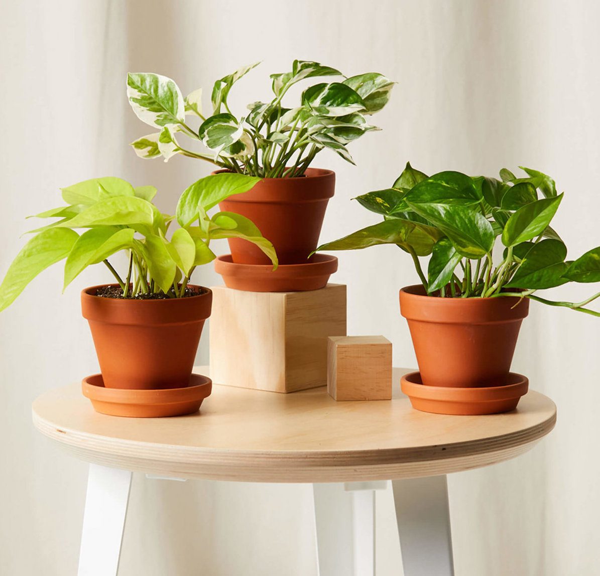 The Top 10 Dorm Room Plants for College Students