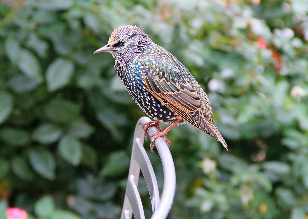 European Starling: Everything You Should Know