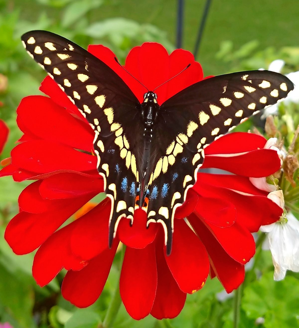 6 Fascinating Swallowtail Butterfly Facts
