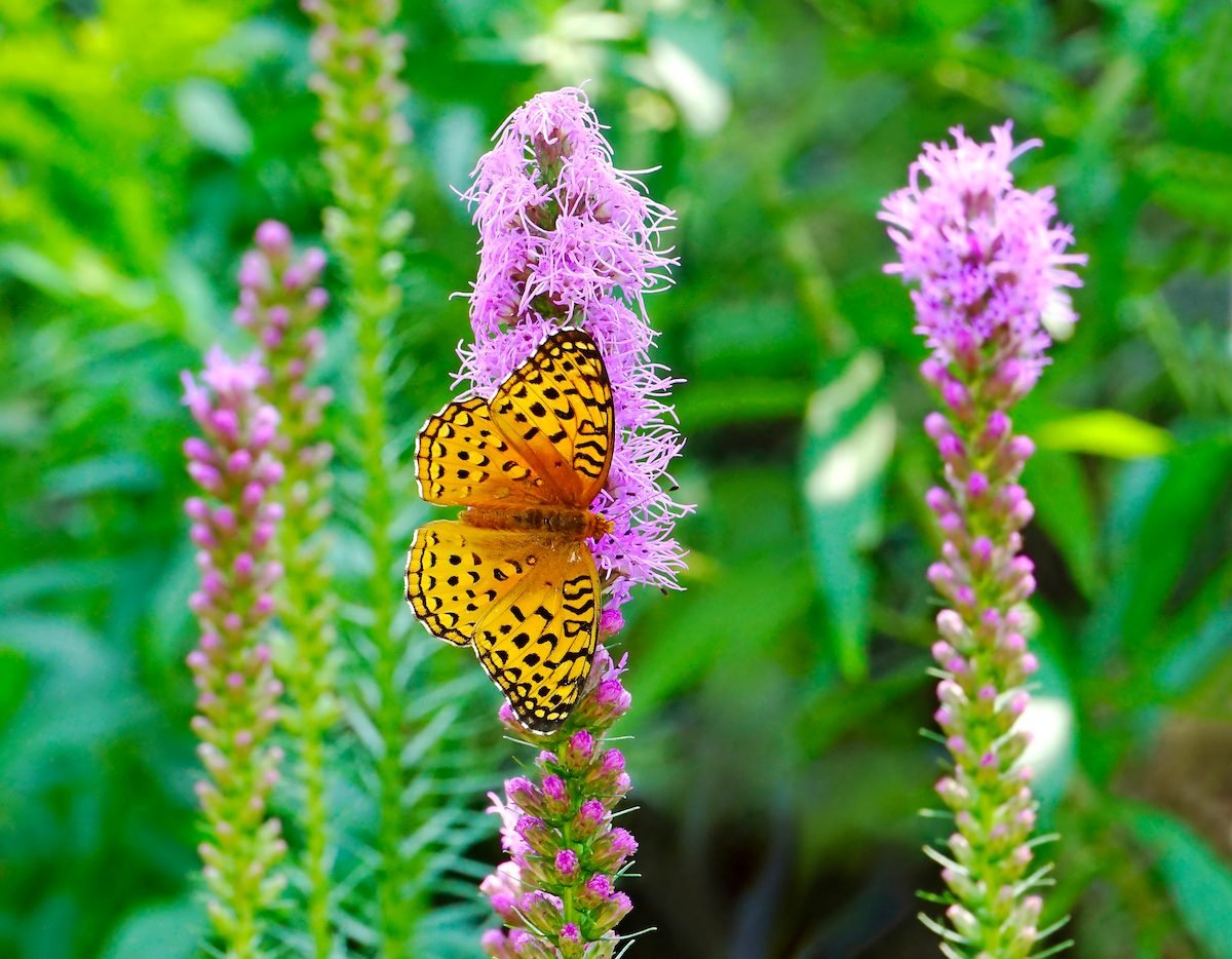 17 Beautiful Butterfly Pictures You HAVE to See