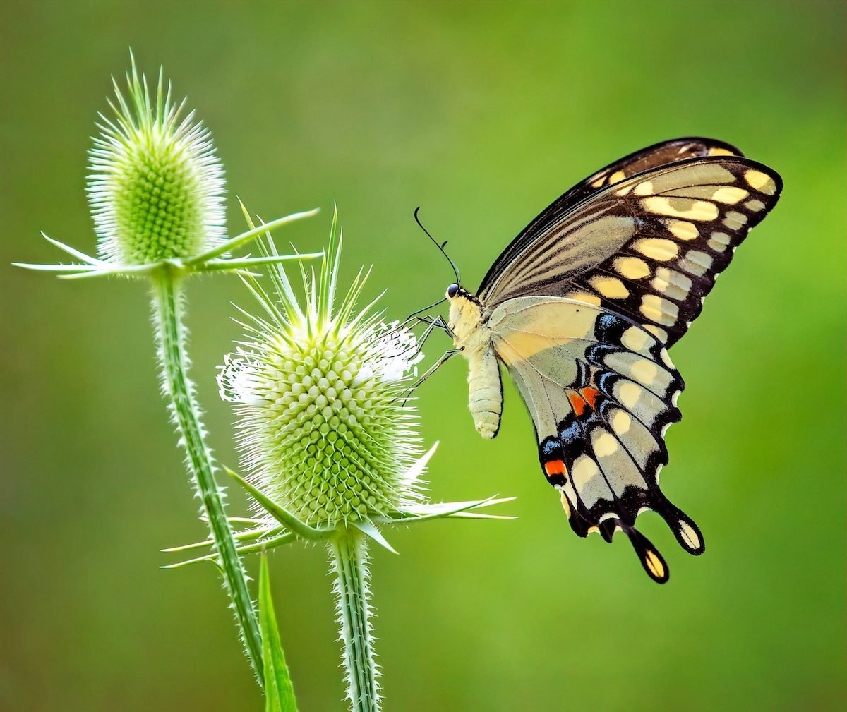 How to Identify and Attract a Giant Swallowtail Butterfly