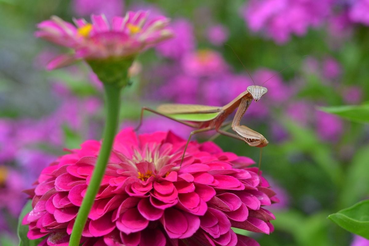 Praying Mantis: Fierce and Fascinating Garden Bugs
