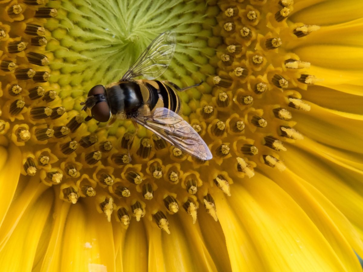 Bee vs Fly: Meet the Flies That Look Like Bees