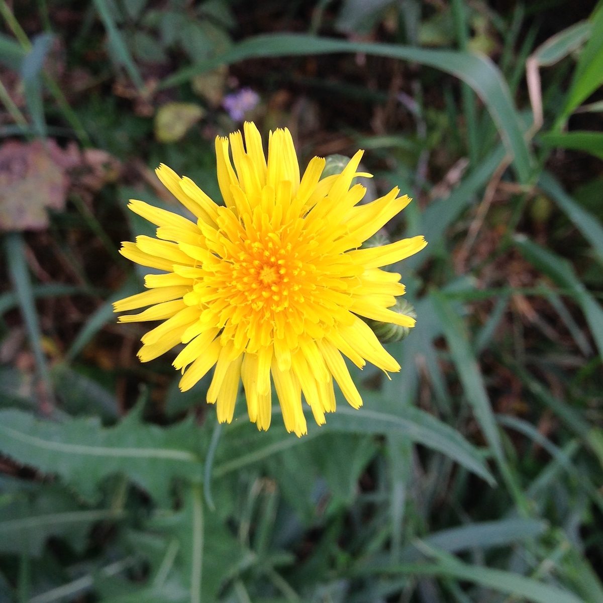 The Best Natural Way to Kill Weeds Birds and Blooms