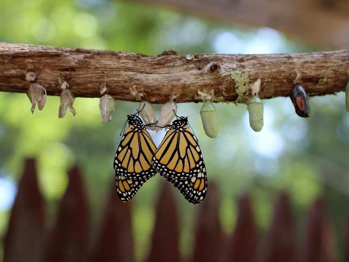 Follow the Stages of the Monarch Butterfly Life Cycle