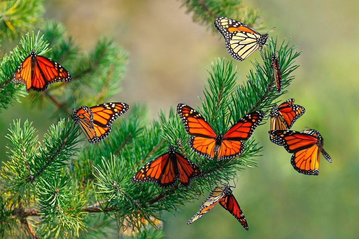 Monarch Butterfly Migration Is Simply Magical - Birds and Blooms