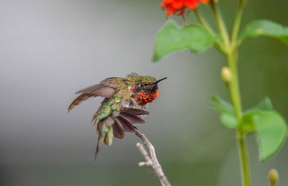 Are Hummingbirds Territorial at Feeders and Flowers?