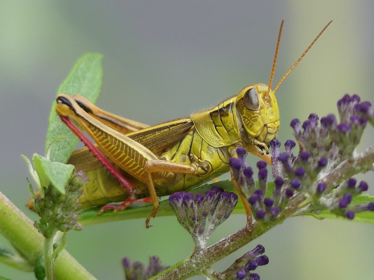 How to Control and Get Rid of Grasshoppers