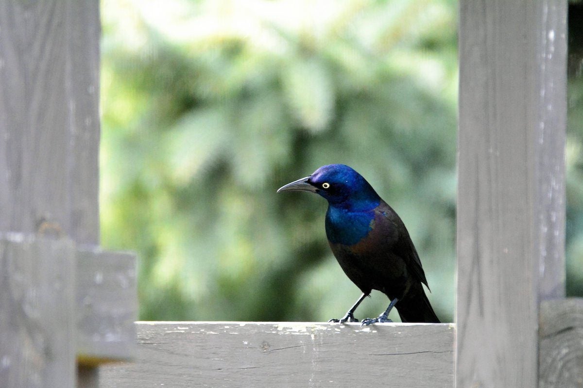 Bullies or Beauties? All About Grackle Birds