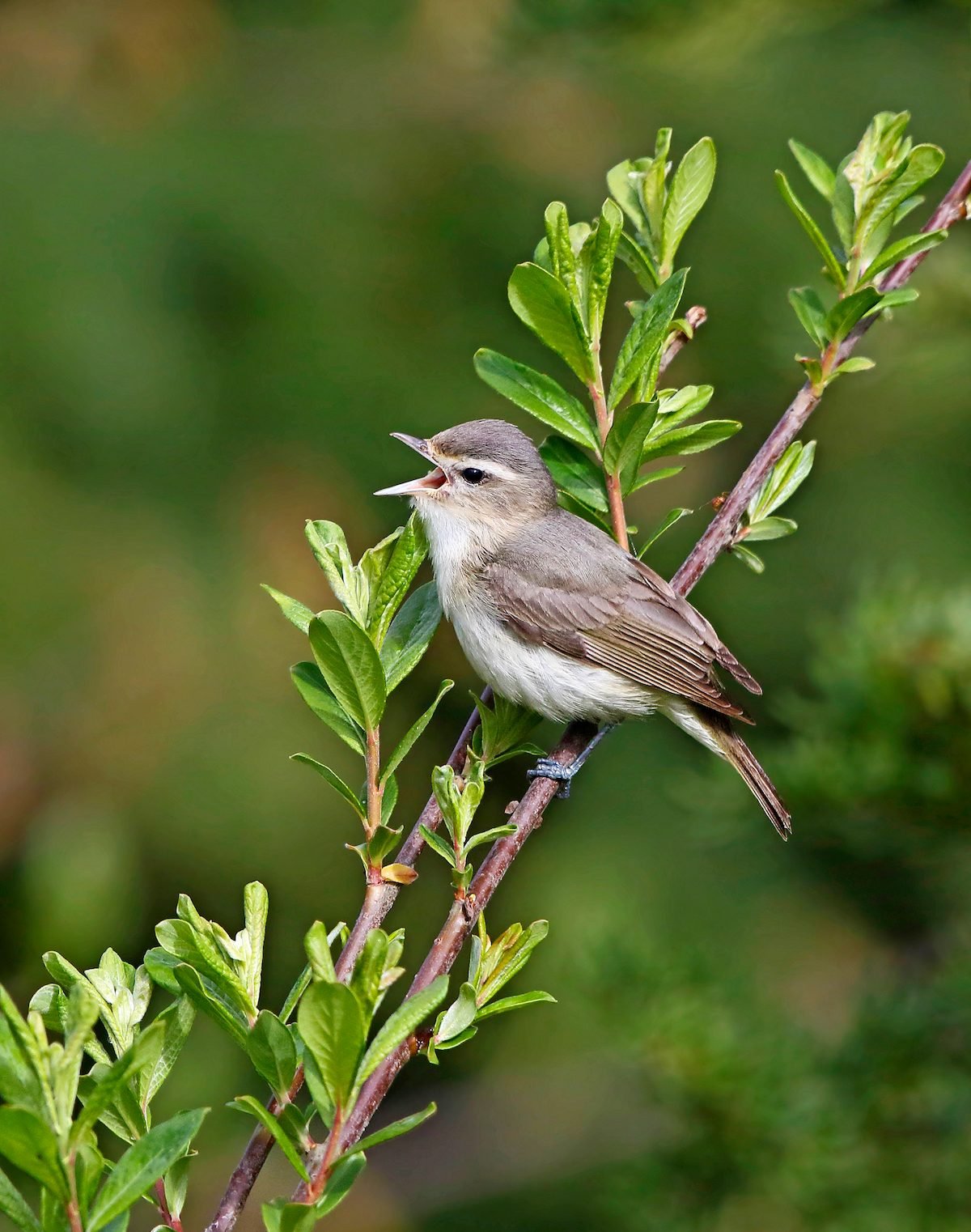 Meet the Vireo Bird Family: Sweet Summer Singers