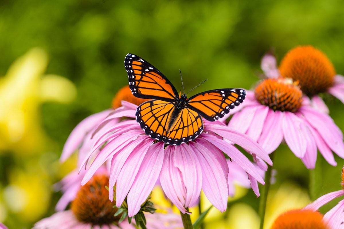 Viceroy Butterfly vs Monarch: How to Tell the Difference