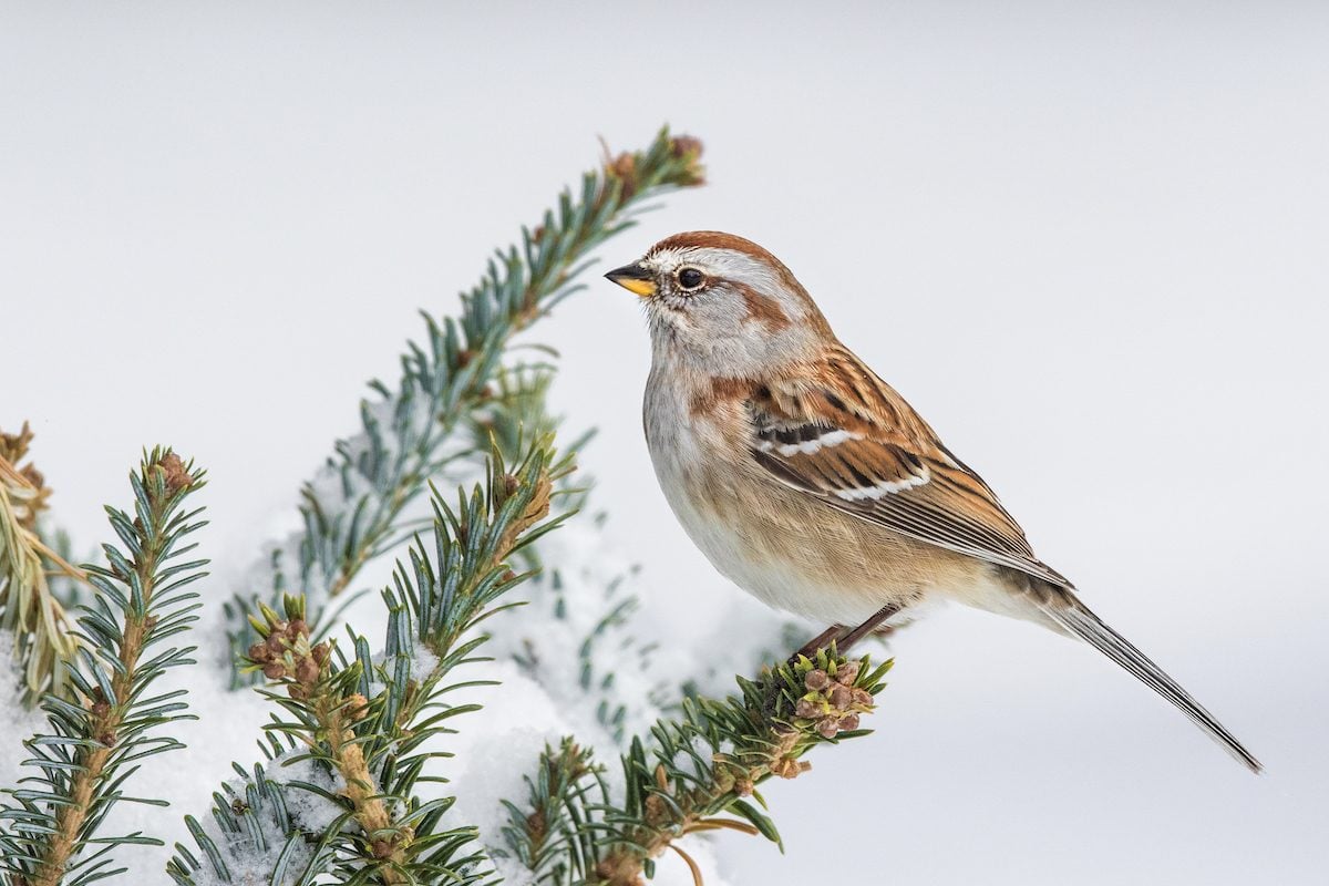 Watch for the American Tree Sparrow in Winter