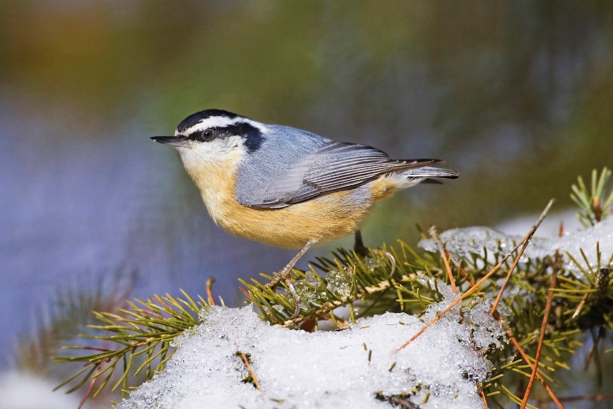 Identify and Attract a Red-Breasted Nuthatch