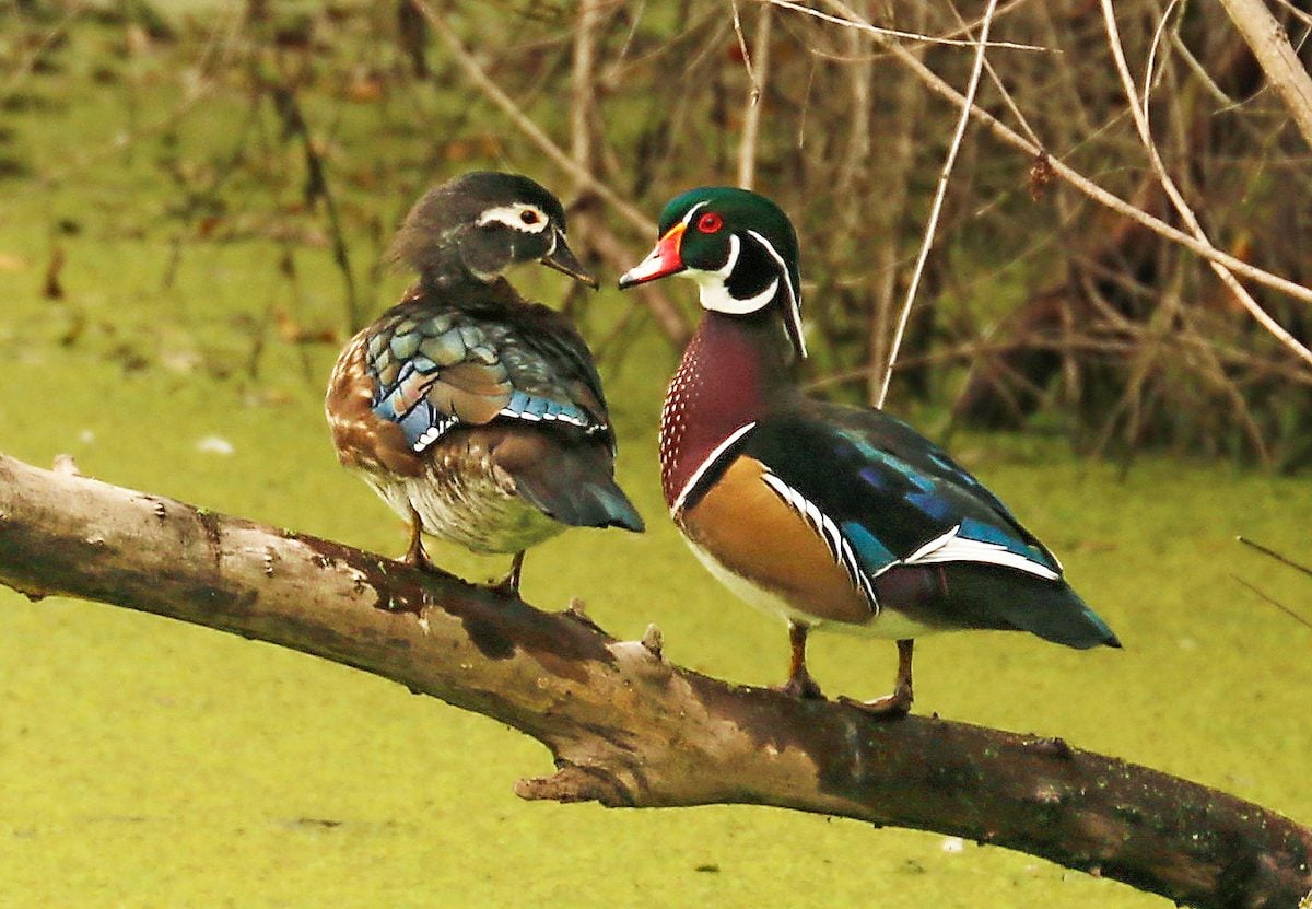 How to Identify a Wood Duck