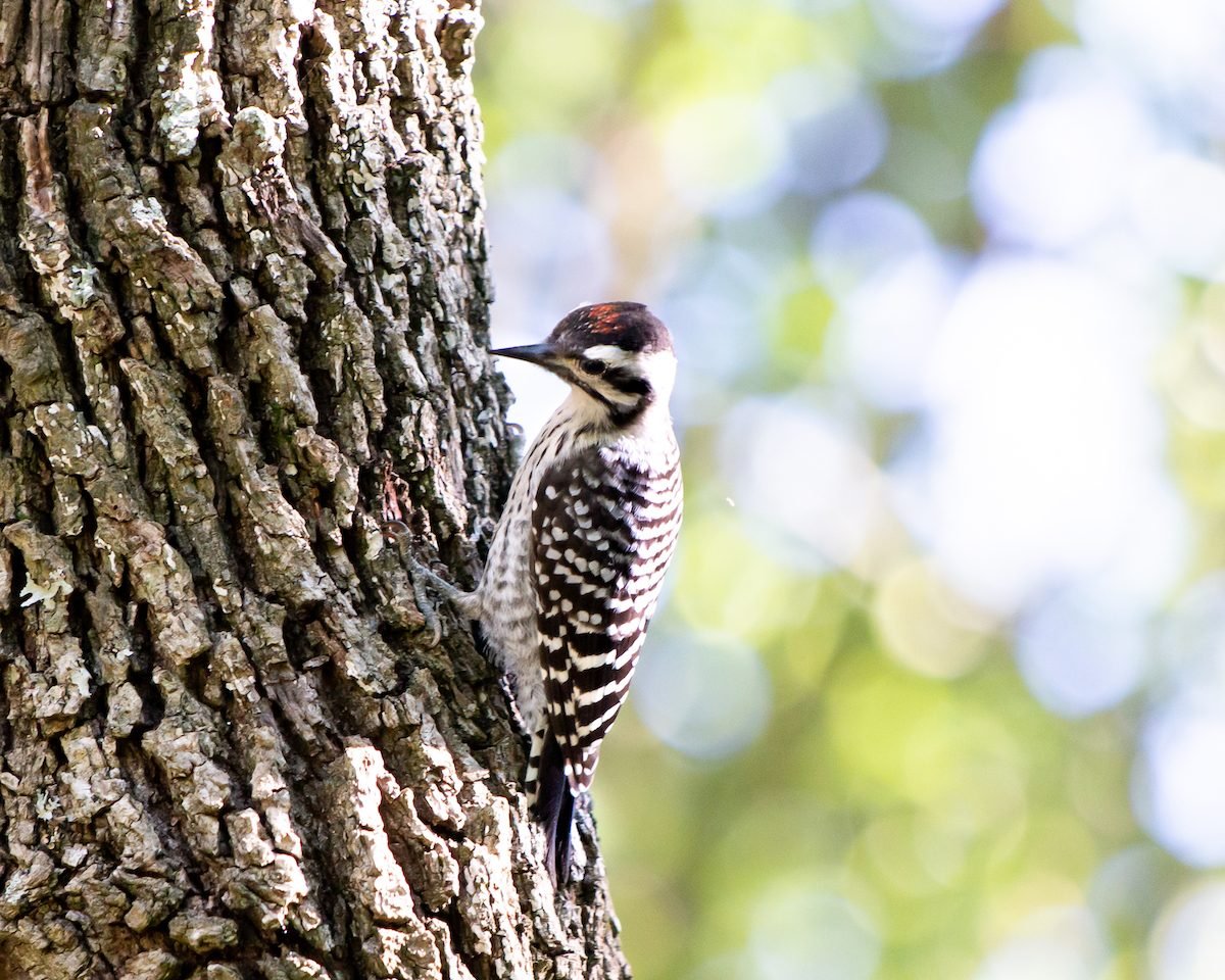 How to Identify a Ladder-Backed Woodpecker