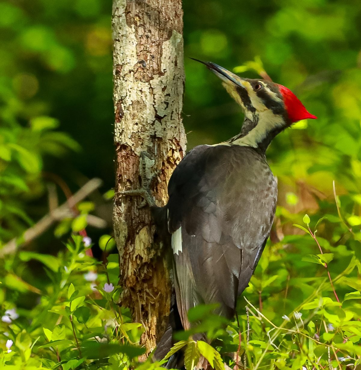 How Do Woodpeckers Use Their Tongues and Beaks?