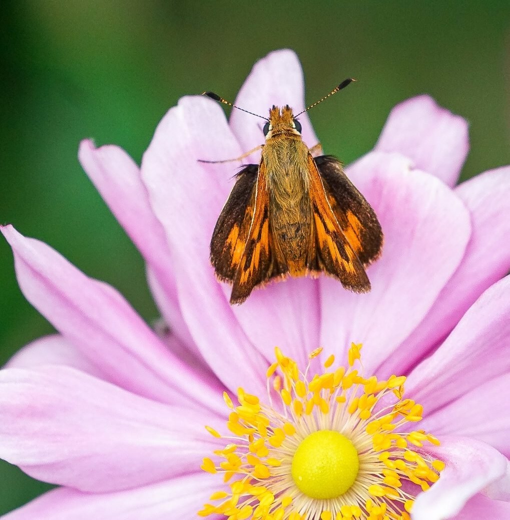 Meet the Vast (and Fast!) Skipper Butterfly Family