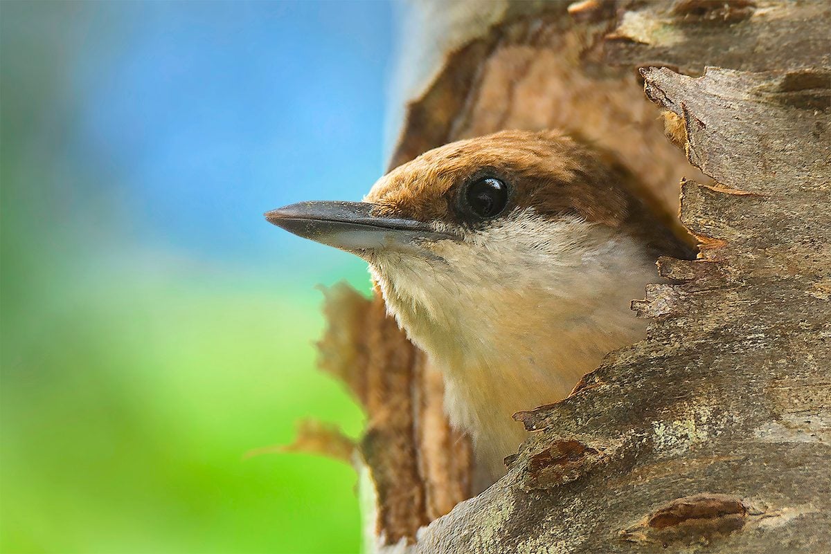 Head South to See a Brown Headed Nuthatch