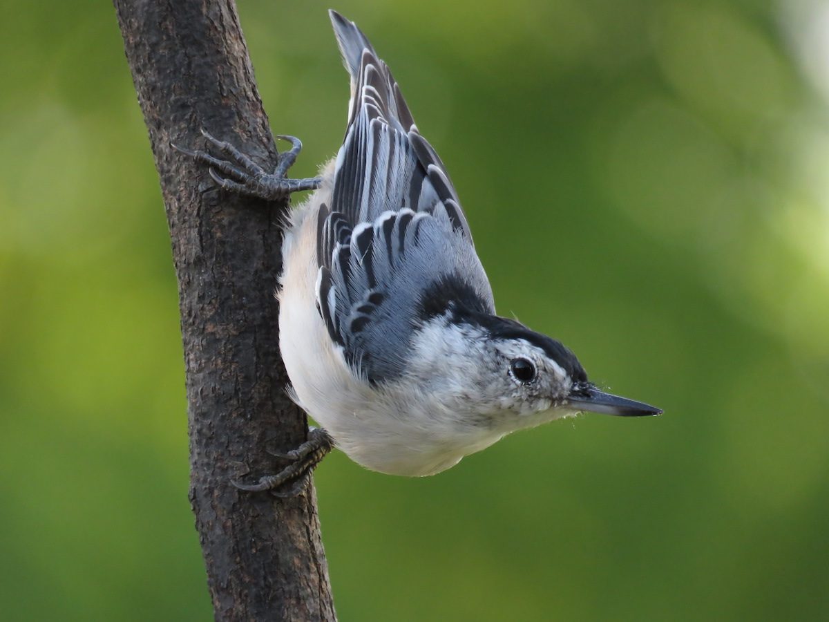 White Breasted Nuthatch: The Upside Down Bird - Birds and Blooms