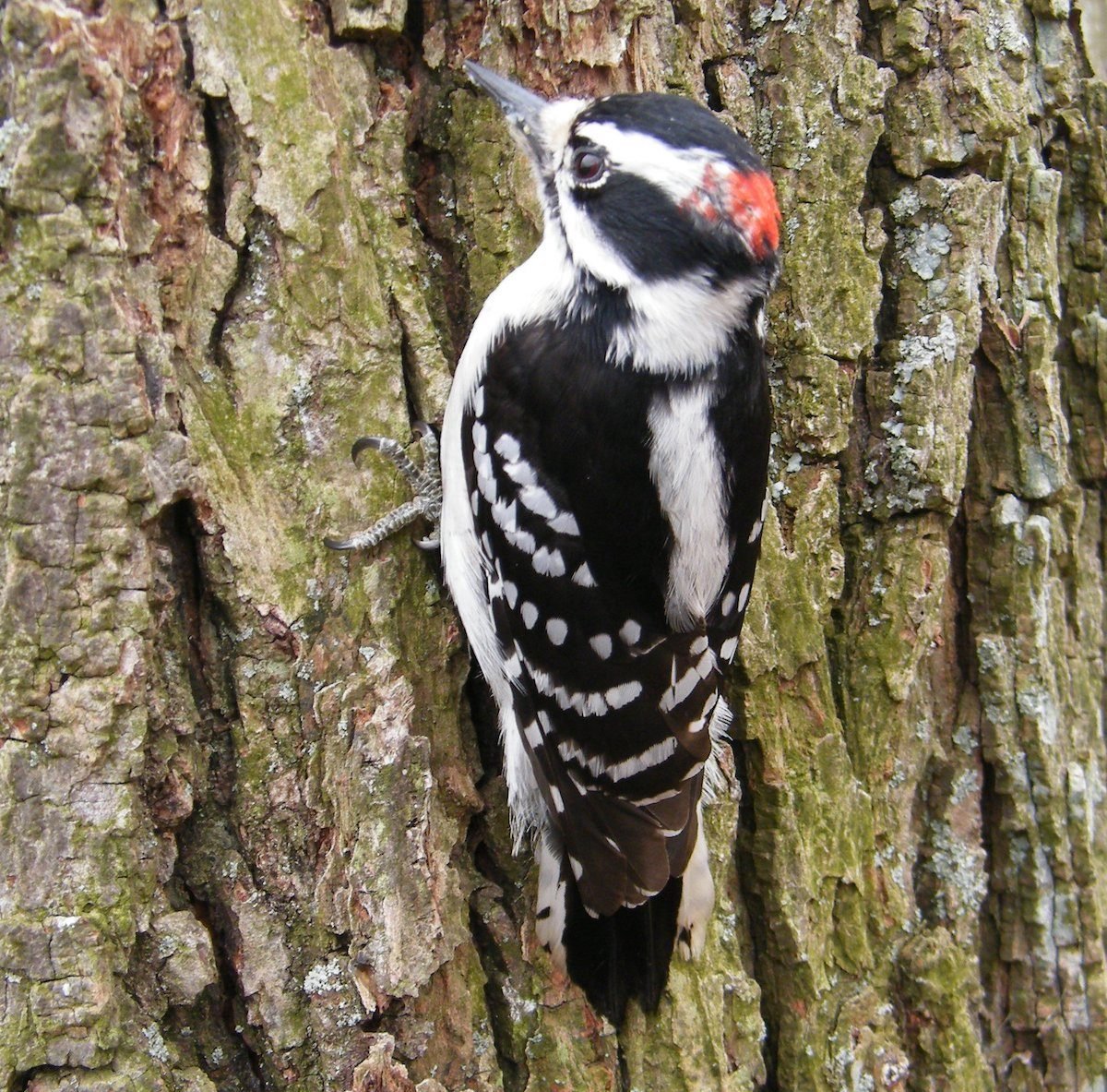 Downy Woodpecker: Meet the Downies