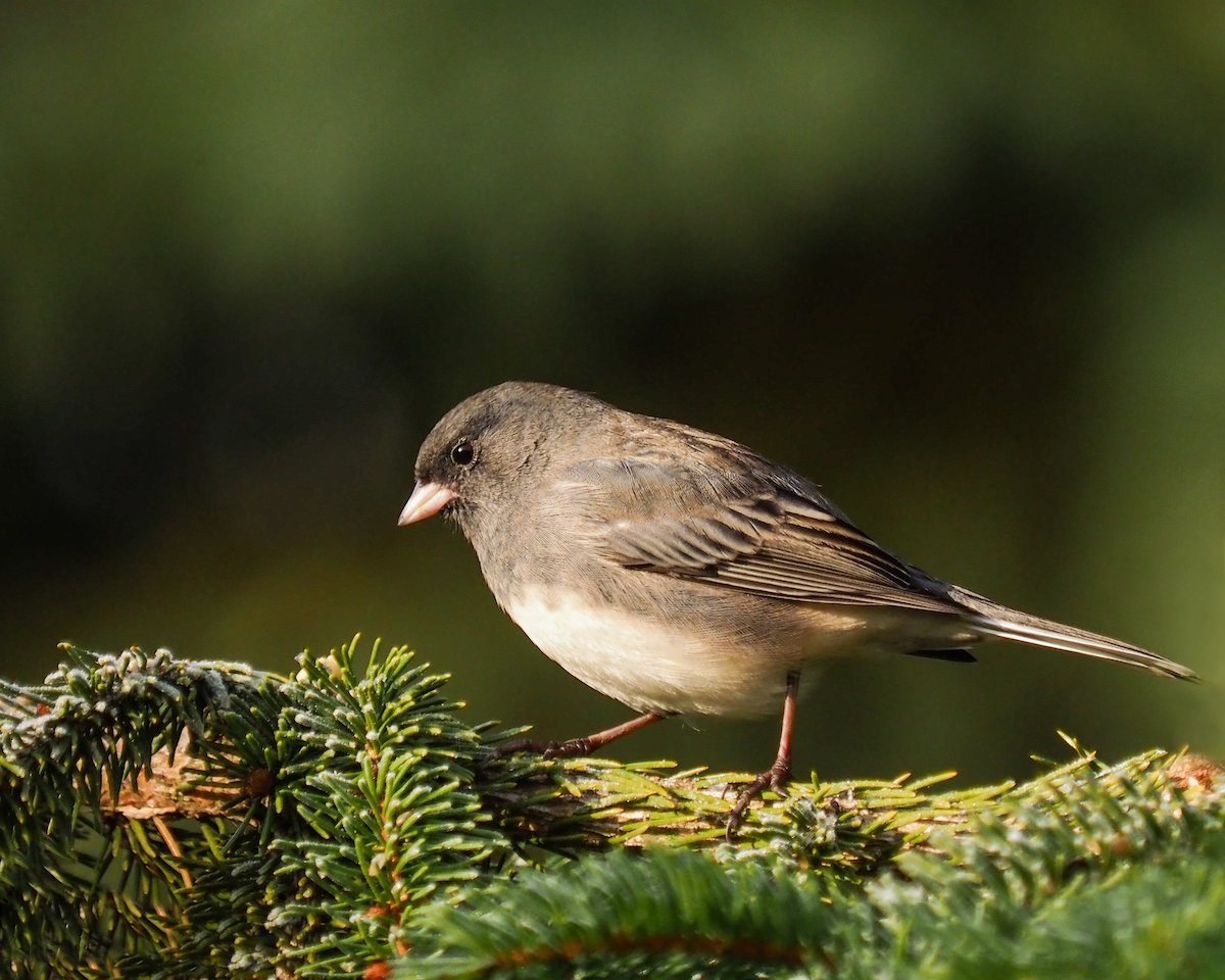 Meet the Slate Colored Junco and Other Types of Juncos