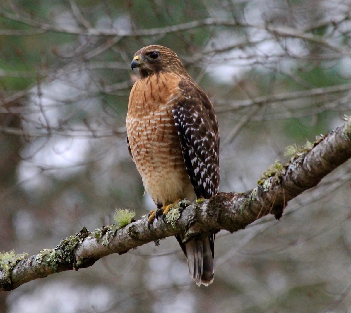 5 Essential Hawk Identification Tips for Birders
