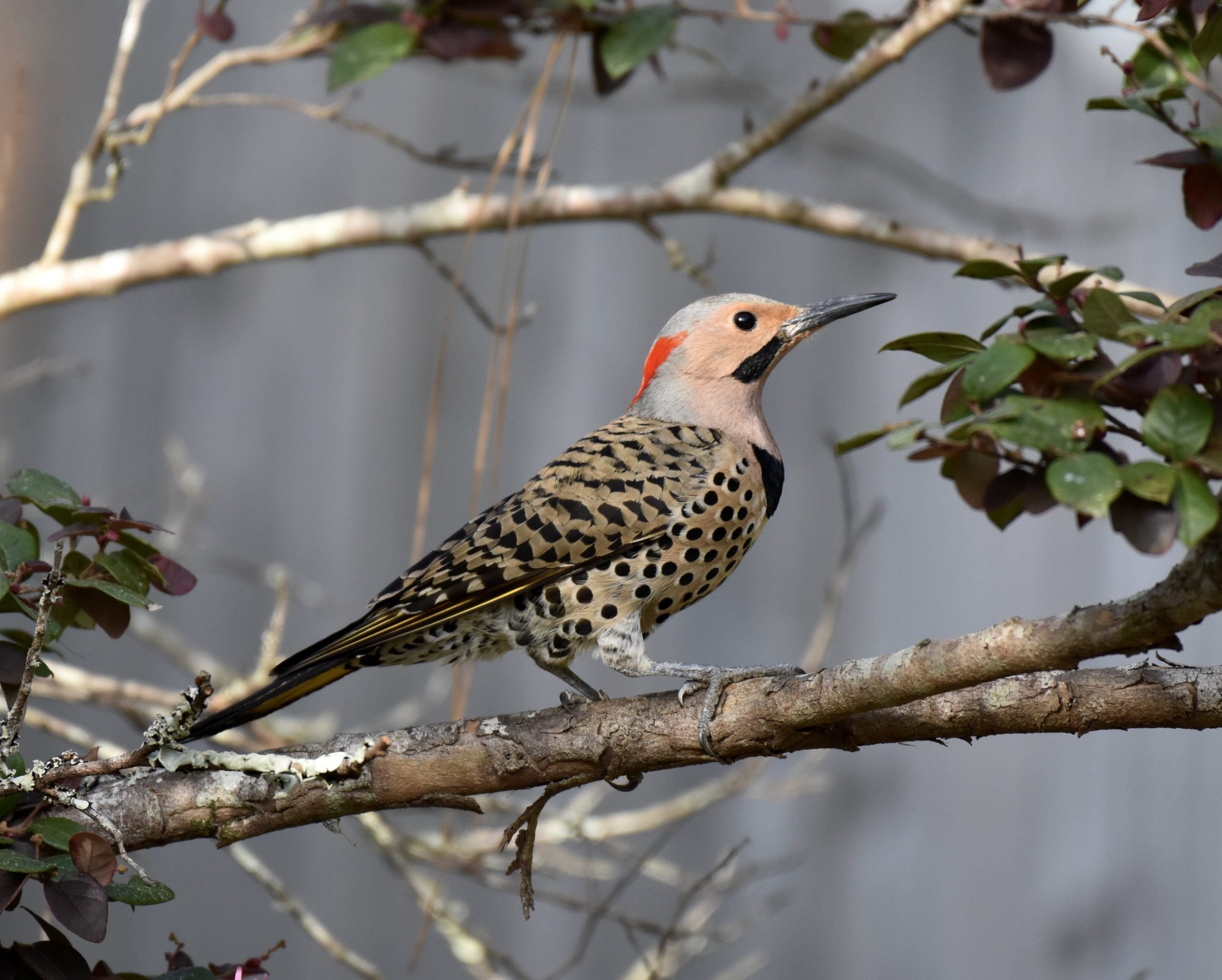 Northern Flicker: Unique, Beautiful Woodpeckers