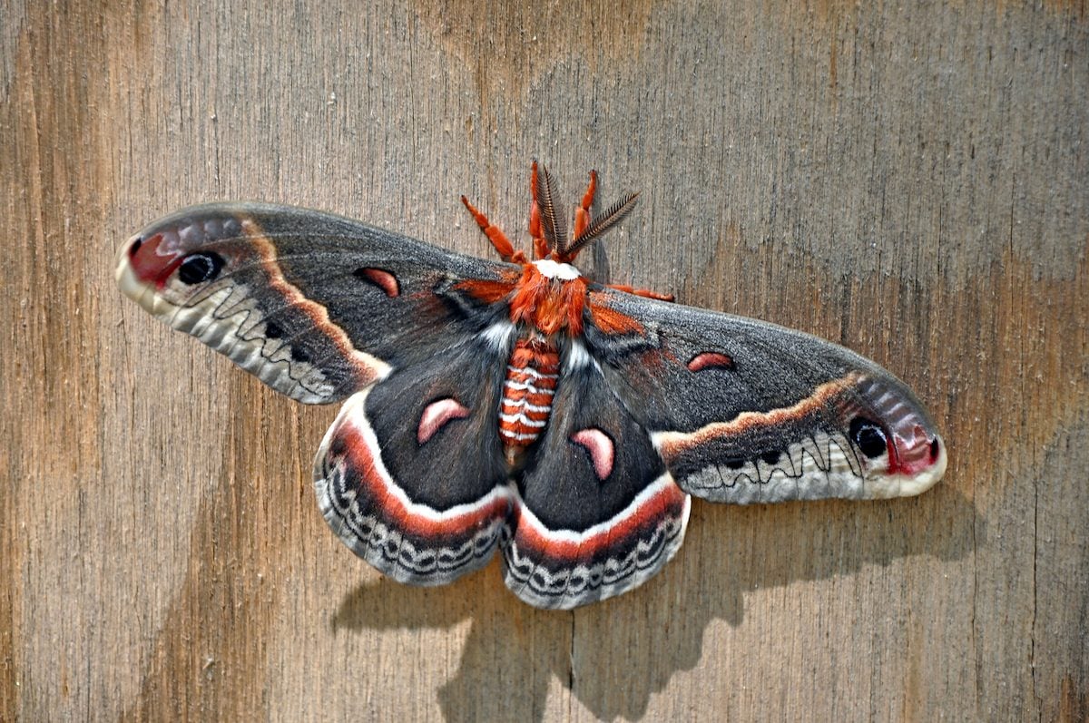 6 Fascinating Cecropia Moth Facts
